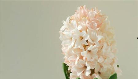 风信子之恋,一场跨越时空的浪漫邂逅